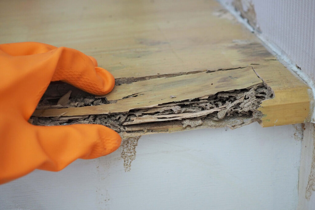 An example of termite damage in a countertop for Dependable Pest
